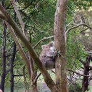 Koala, Tower Hill State Game Reserve